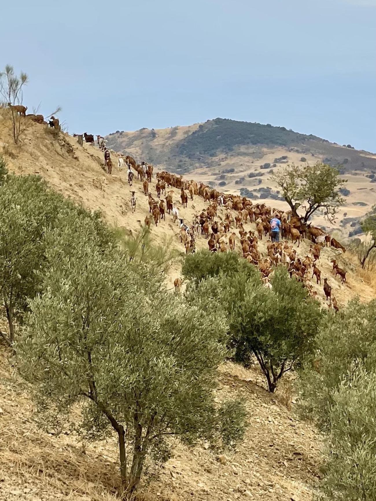 Villanueva de la Concepción Finca El Sueno Andaluz מראה חיצוני תמונה